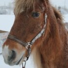 Остро нужна помощь детскому конному клубу «Мезенская лошаденка»